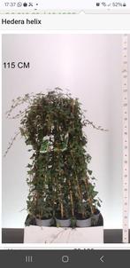 Hedera helix klimop 100/+ cm, Tuin en Terras, Ophalen, Overige soorten, 100 tot 250 cm