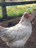 Broedeieren araucana groenlegger, Dieren en Toebehoren, Pluimvee, Geslacht onbekend, Kip