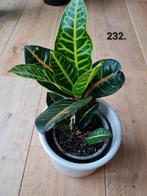 Croton kamerplant, 35 cm hoog, Ophalen of Verzenden, Halfschaduw, Minder dan 100 cm