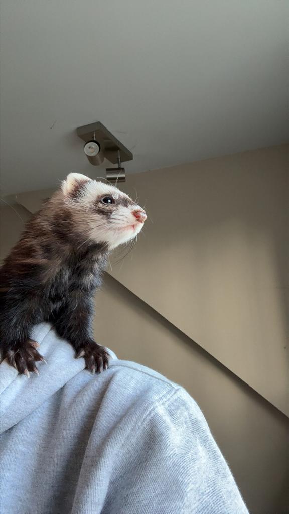 Dek fret GEZOCHT!!, Dieren en Toebehoren, Mei, Vrouwelijk