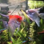 Koppeltje maanvissen, Dieren en Toebehoren, Vis