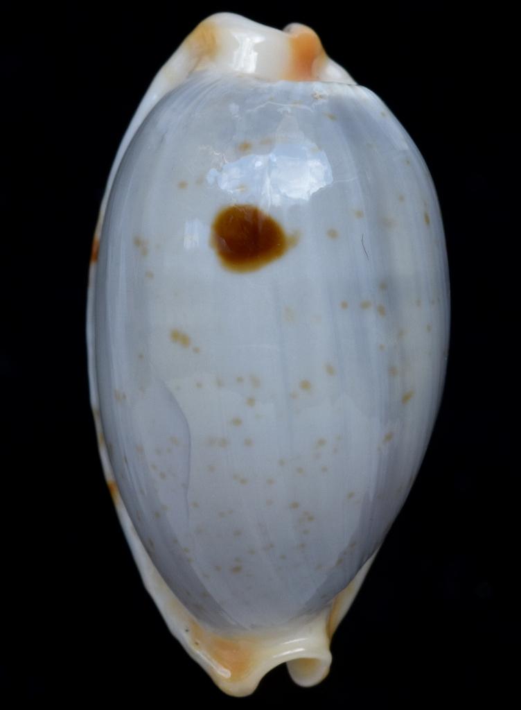 Schelpen: Cypraea diauges 26,2mm (F+++), Ophalen of Verzenden, Schelp(en)