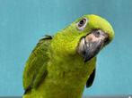 Jonge Geel voorhoofd Amazones | Handtam | Nieuwsgierig, Meerdere dieren, Papegaai, Pratend