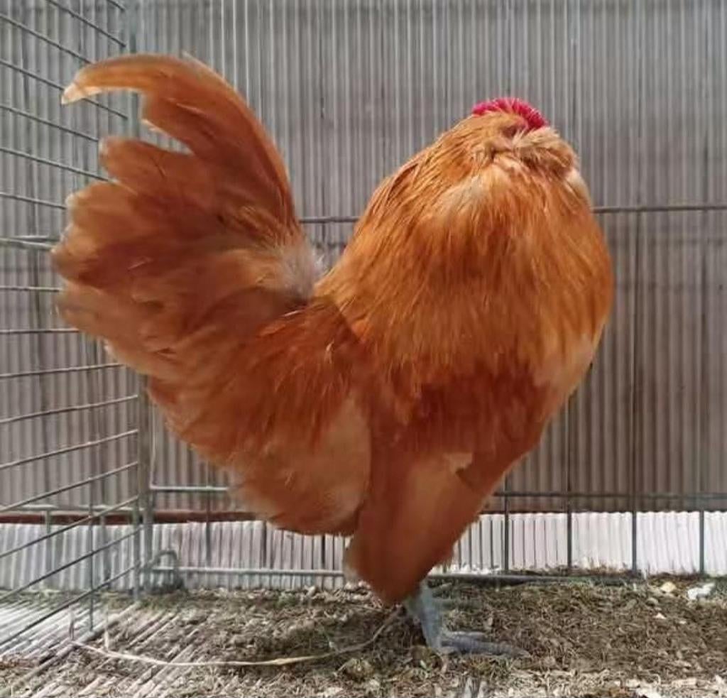 Gevraagd antwerpse baardkriel, Dieren en Toebehoren, Meerdere dieren, Kip