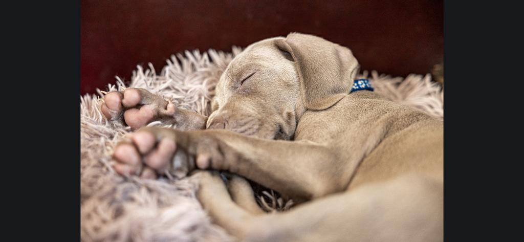Weimaraner pups, Dieren en Toebehoren, Honden | Setters en Staande honden, Overige rassen, Meerdere, Meerdere dieren, Nederland