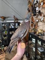 opgezette houtduif wilde duif fazant jacht vogel hert haan, Ophalen, Zo goed als nieuw, Vogel, Opgezet dier