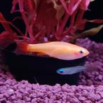 Tanichthys albonubes, Dieren en Toebehoren, Vissen | Aquariumvissen, Vis