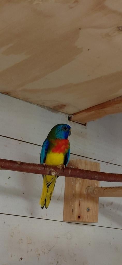 Splendid parkieten, Dieren en Toebehoren, Mannelijk, Parkiet