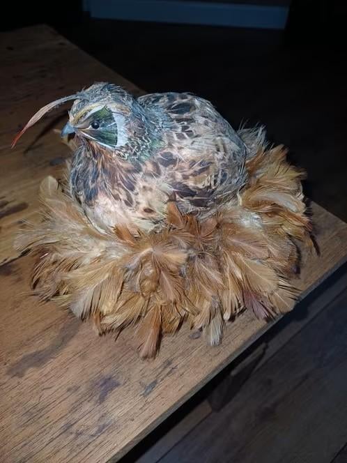 Leuke imitatie vogel op veren krans, Huis en Inrichting, Woonaccessoires | Overige, Ophalen of Verzenden, Zo goed als nieuw, Meerkleurig