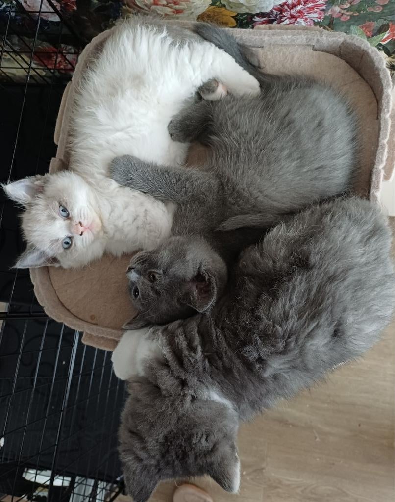 3 kittens 9 weken mannetjes..de grijze met wit is verkocht!!, Dieren en Toebehoren, Katten en Kittens | Raskatten | Langhaar, Meerdere dieren