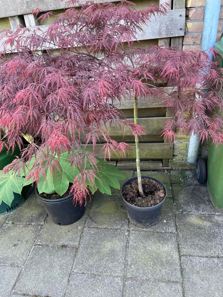 Japanse Esdoorn Garnet op stam, Tuin en Terras, Planten | Bomen, Ophalen