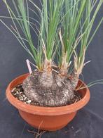 Calibanus hookeri 45, caudex 14 cm, hoogte incl. pot 70 cm, Ophalen, Overige soorten, Halfschaduw
