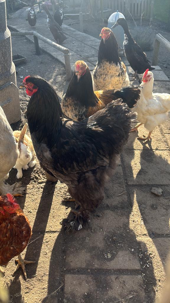 Brahma hanen, Dieren en Toebehoren, Mannelijk, Kip