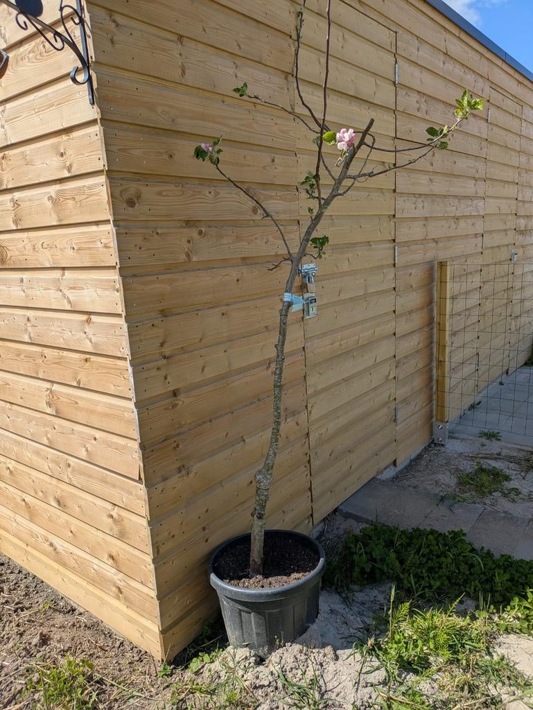 Bio Notaris appelboom half stam met bloesem, Tuin en Terras, Planten | Bomen, Ophalen of Verzenden, Lente, Volle zon, Overige soorten
