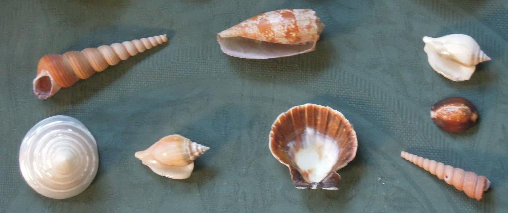 Nr H14m: 8 diverse schelpen, Ophalen of Verzenden, Schelp(en)