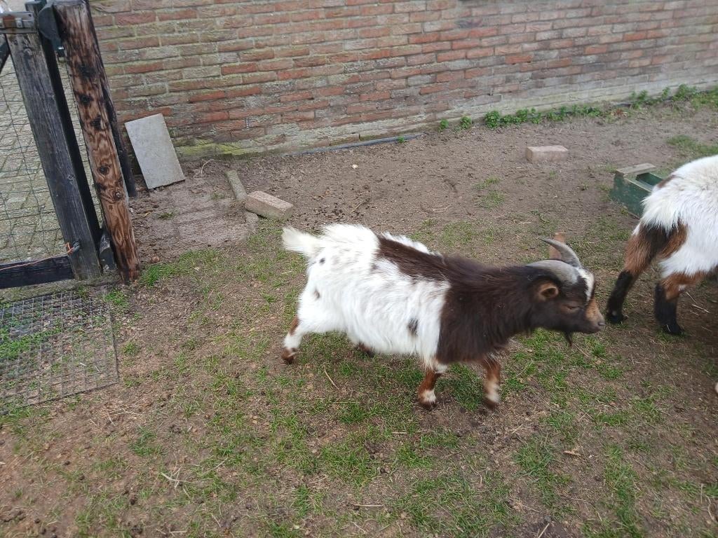 DWERGBOK, Dieren en Toebehoren, Mannelijk, Geit, 0 tot 2 jaar