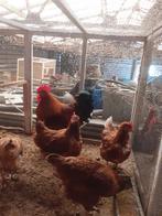 Broed eieren New hampsire groot, Dieren en Toebehoren, Pluimvee, Geslacht onbekend, Kip