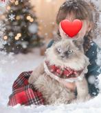 Zeer mooie Ragdoll Blue Point met blauwe ogen – super lief e, Kater