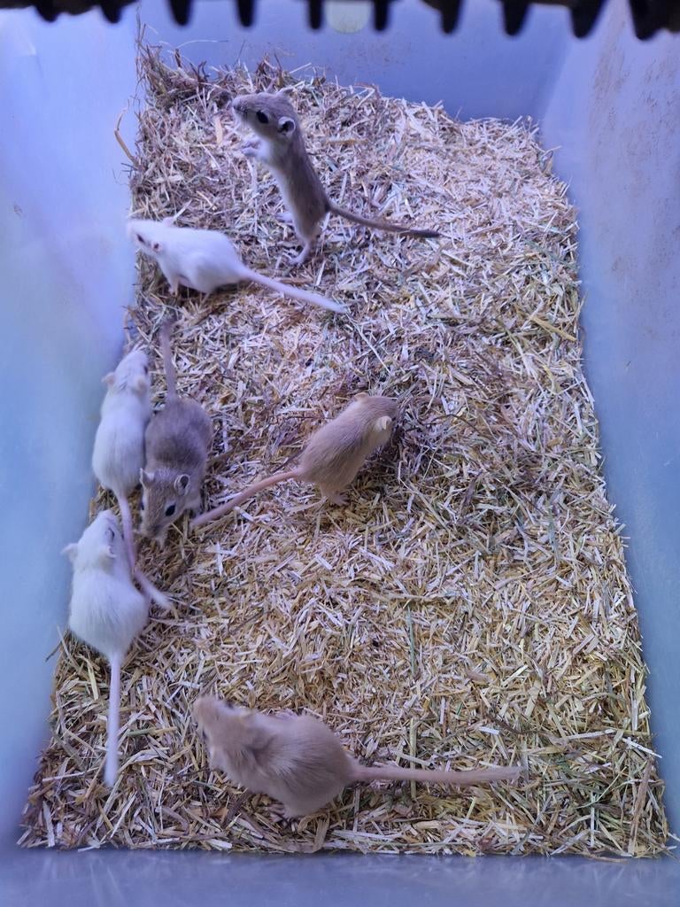 Gerbils te koop €5 per stuk, Dieren en Toebehoren, Knaagdieren, Maart, Meerdere dieren, Overige typen, Tam