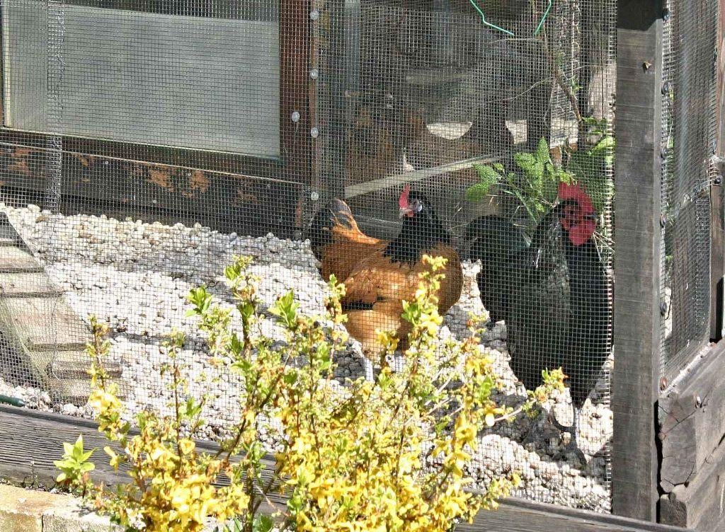 2 Vorwerk kriel hennen en Haan, Dieren en Toebehoren, Pluimvee, Meerdere dieren, Kip