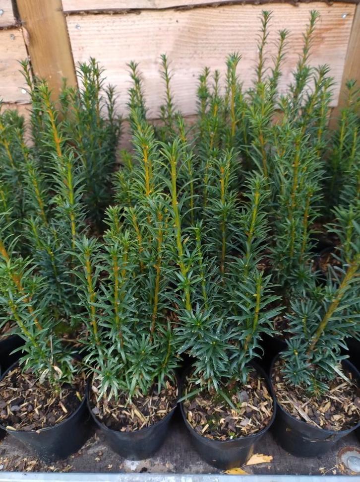 Soorten Taxus baccata en media. Prijs vanaf €1,25, Tuin en Terras, Planten | Tuinplanten, Vaste plant, Overige soorten, Volle zon