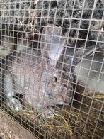 Vlaamse reus . Tamme konijn . Reuzen, Dieren en Toebehoren, Konijnen, Meerdere dieren, 0 tot 2 jaar