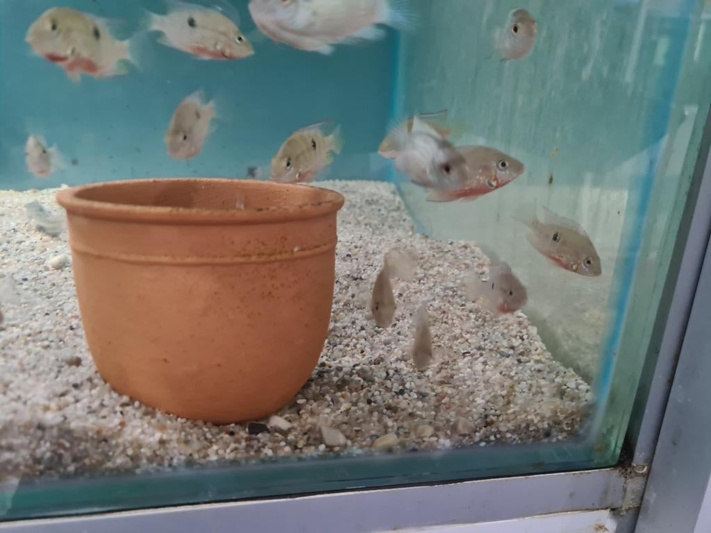 Vuurkeel Cichliden, Thorichthys Meeki, Dieren en Toebehoren, Vis, Zoetwatervis