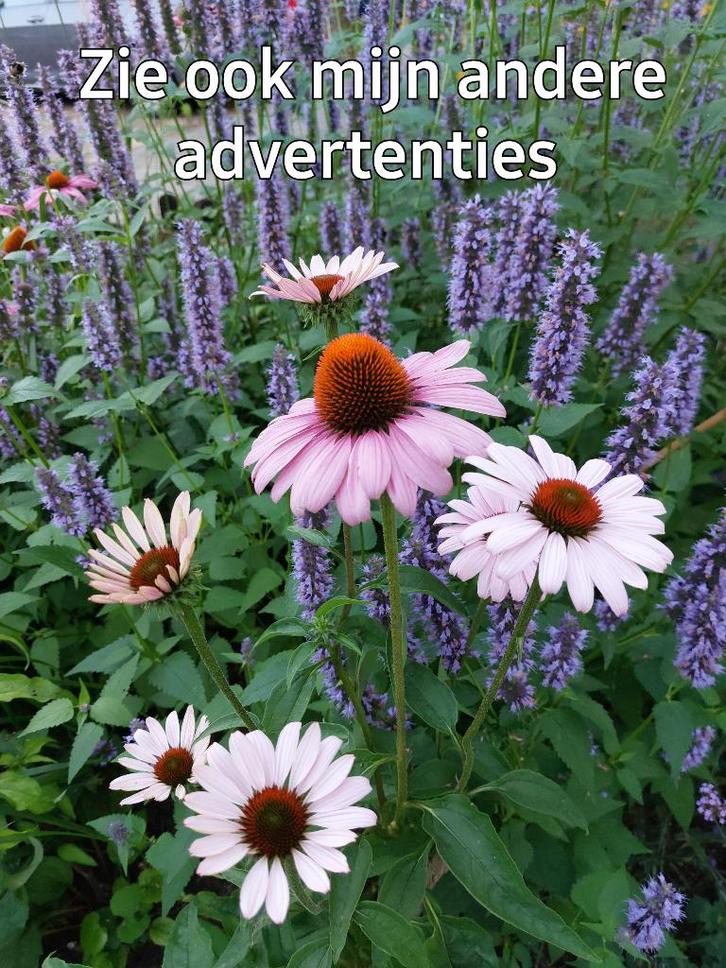Zonnehoed | Echinacea purpurea magnus, Tuin en Terras, Planten | Tuinplanten, Vaste plant, Overige soorten, Volle zon, Zomer, Ophalen