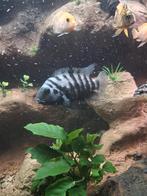 Jonge zebra ciclides, Amfibie, 0 tot 2 jaar