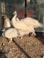 2 witte pauw hanen te koop, Mannelijk, Kip