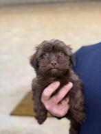 Choco bruine Maltipoo pup, Dieren en Toebehoren, Poedel, HCC (leverziekte), Reu, 8 tot 15 weken