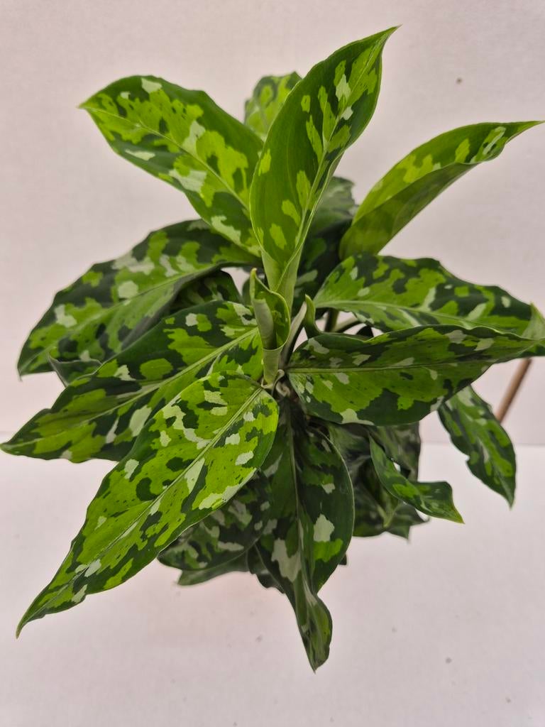 Aglaonema Pictum Tricolor p12 (11)
