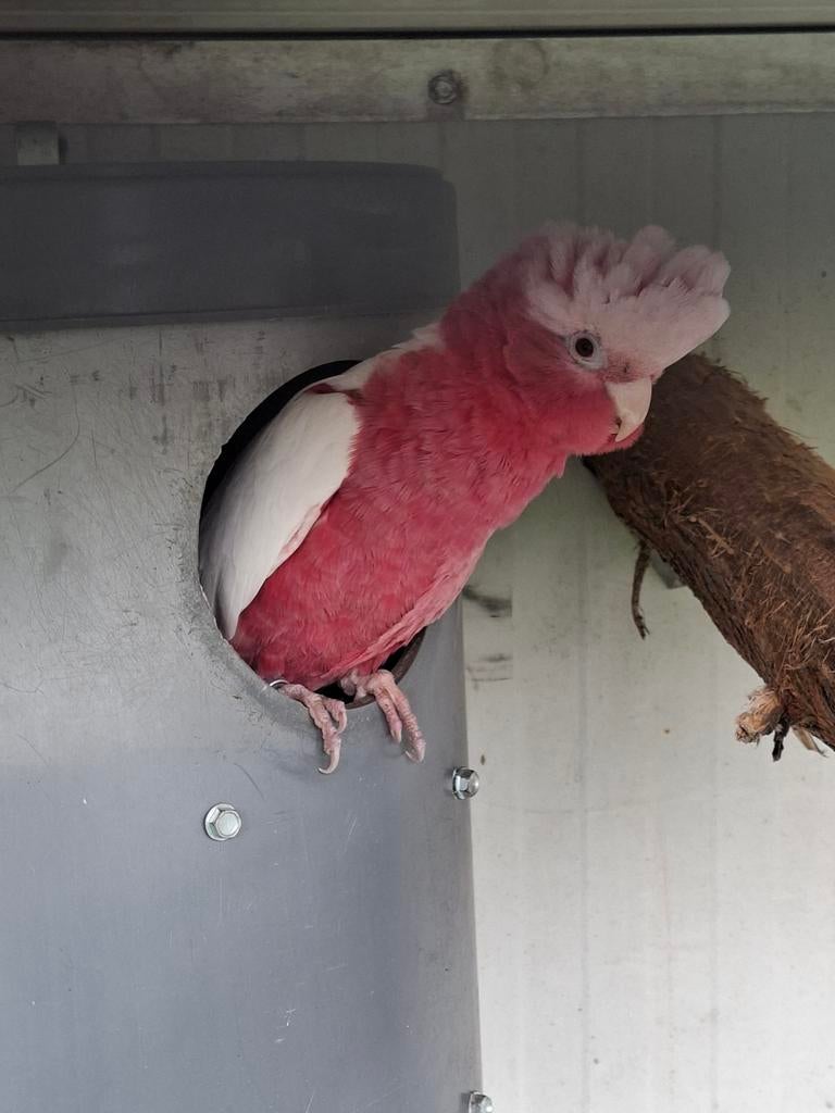 Koppel rose kaketoe s, Meerdere dieren, Papegaai