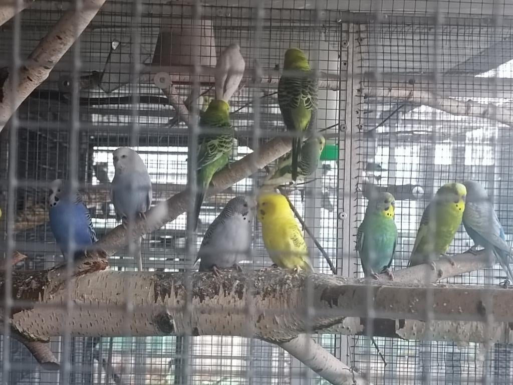 Diverse parkieten, Dieren en Toebehoren, Vogels | Parkieten en Papegaaien, Meerdere dieren, Parkiet