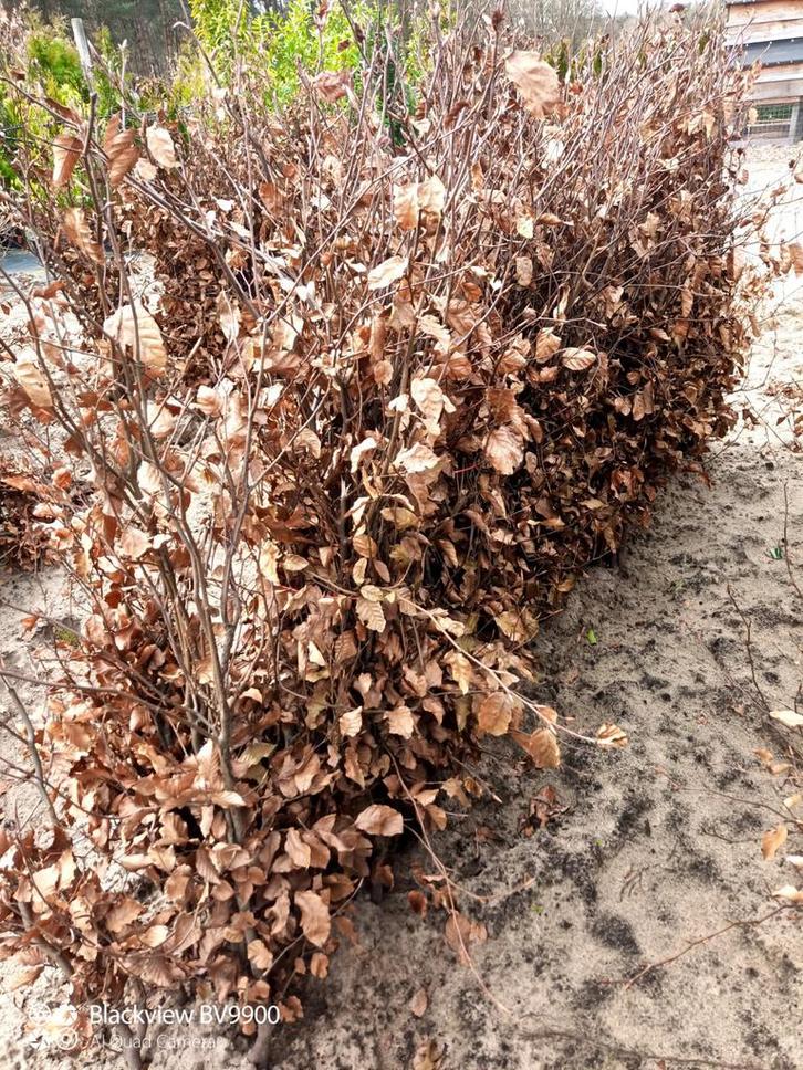 Partij Rode beuk fagus Sylvatica atrop 100-125cm wortelgoed, Tuin en Terras, Planten | Struiken en Hagen, Struik, Beukenhaag, 100 tot 250 cm