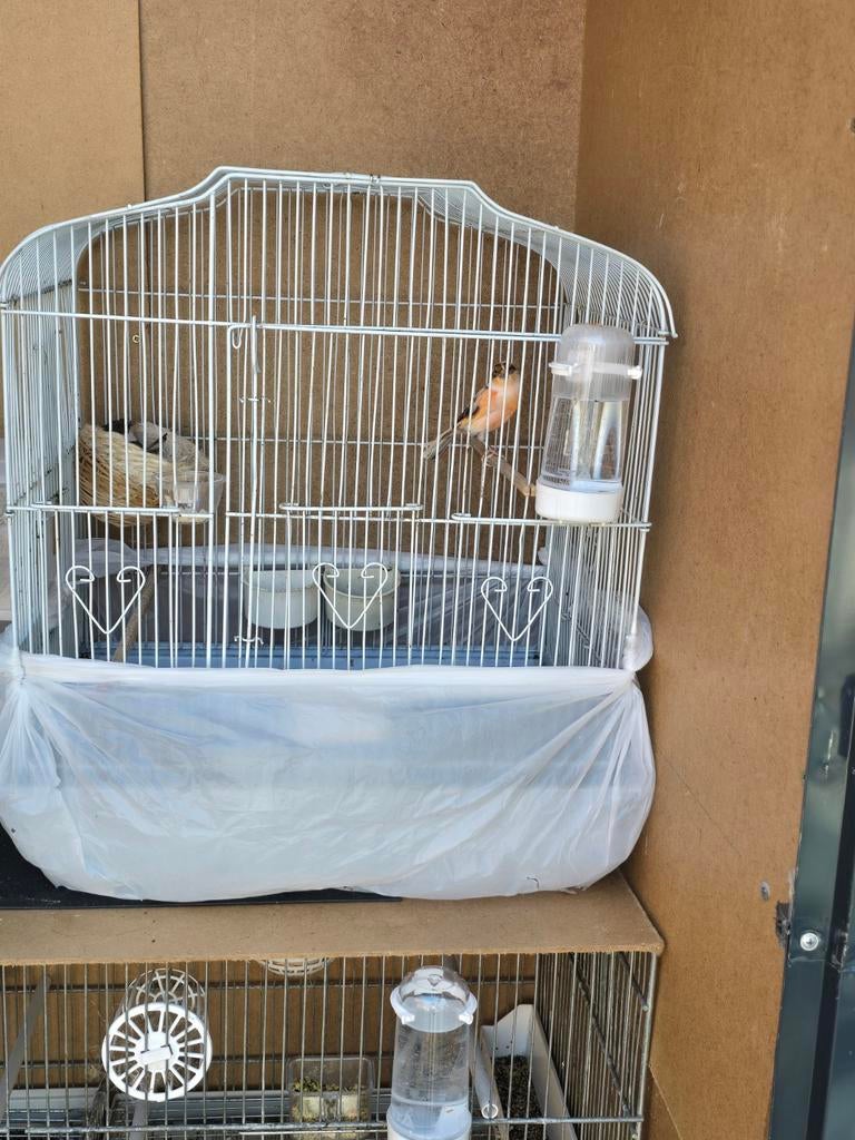 Koppel harlekijn kanarie, Ophalen, Hout, Vogelkooi