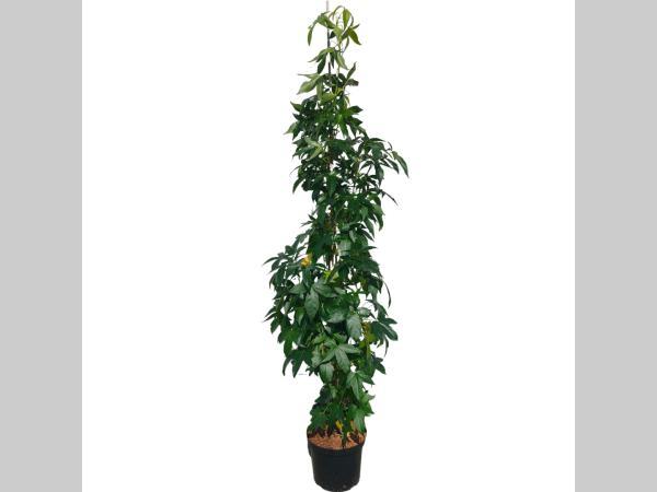 Boom Liquidambar styraci 'Slender Silhouette' Amberboom Zuil, Tuin en Terras, Planten | Tuinplanten, Vaste plant, Overige soorten