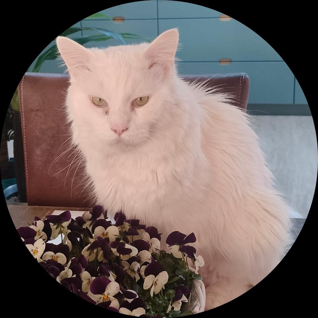 Vermiste kat. Witte Maine Coon