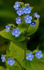 Overblijvende Ossentong, Tuin en Terras, Planten | Tuinplanten, Ophalen, Zomer, Overige soorten, Volle zon