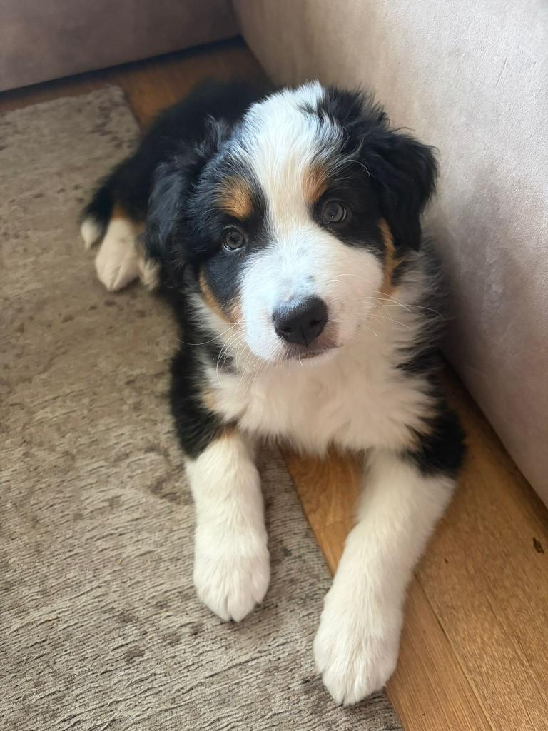 Australian shepherd puppy reutje, Dieren en Toebehoren, Honden | Herdershonden en Veedrijvers, 15 weken tot 1 jaar, Reu, Parvo