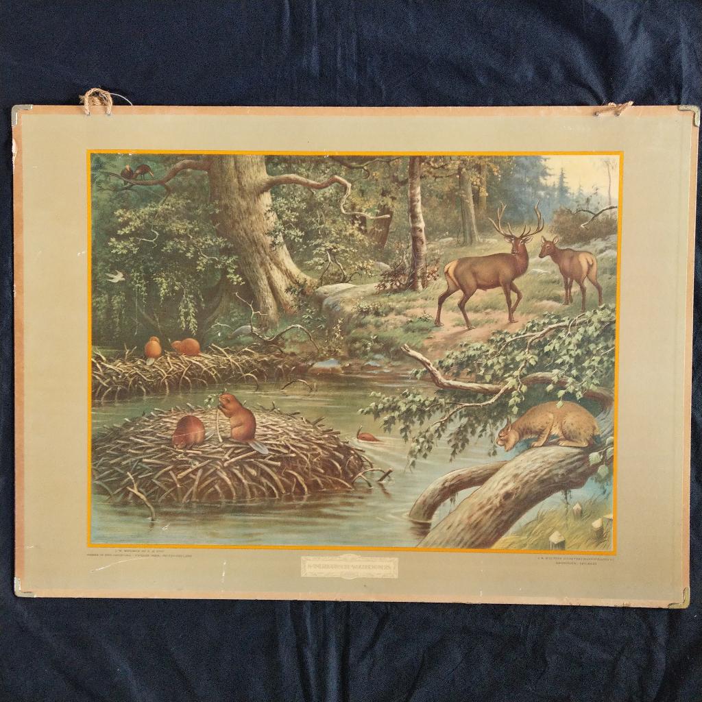 Schoolplaat Noord-Amerikaanse woudbewoners 1924, Ophalen of Verzenden, Natuur en Biologie