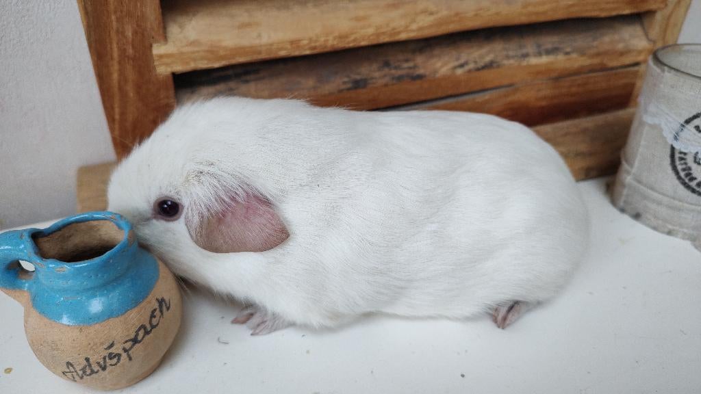 Mooi effen wit cavia beertje, leeft buiten., Dieren en Toebehoren, Knaagdieren, Januari, Mannelijk, Cavia