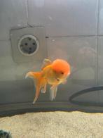 Sluierstaart vis  met aquarium, Vis