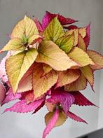 Zeldzame Coleus / siernetel stekjes, Huis en Inrichting, Kamerplanten, Ophalen