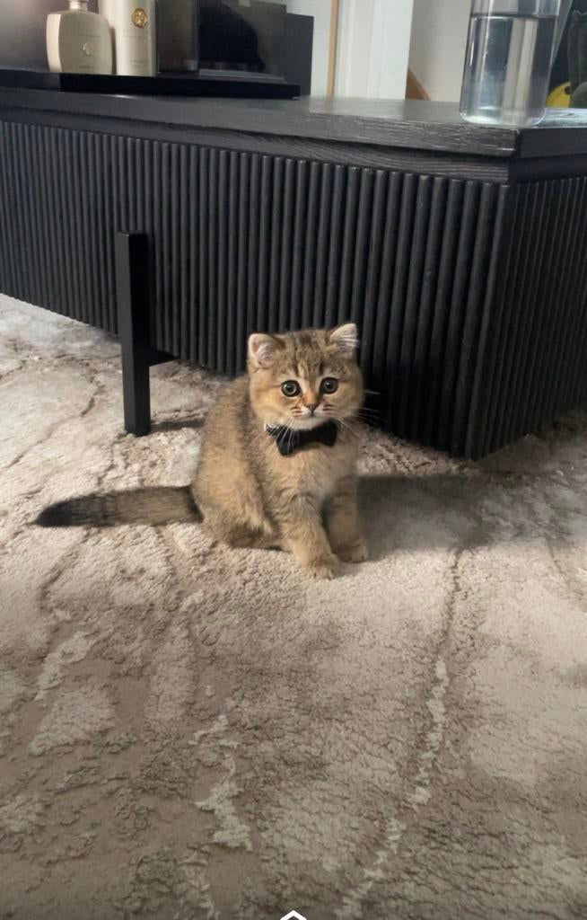 Poesje, raskatten, katten, Dieren en Toebehoren, Katten en Kittens | Raskatten | Korthaar, Poes, Gechipt