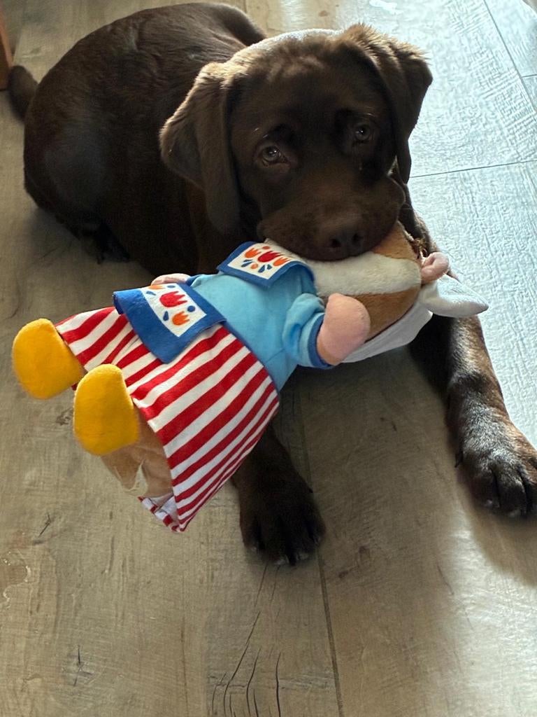 Bruin Labrador teefje 5 maanden oud met stamboom, Dieren en Toebehoren, Honden | Retrievers, Spaniëls en Waterhonden, 15 weken tot 1 jaar