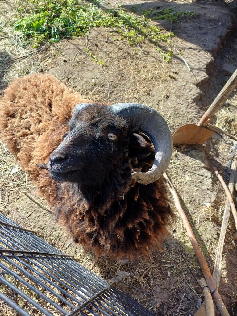 Mooie lieve oussant ram te koop, Mannelijk, Schaap