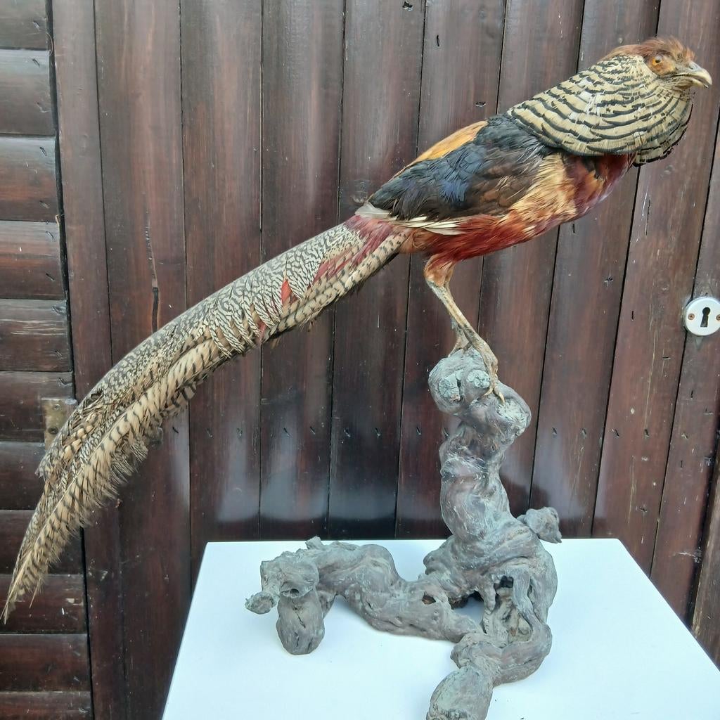 Opgezette goudfazant op boomstronk, Ophalen, Vogel, Opgezet dier