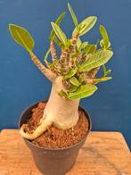 Adenium Baobab p12 (1)
