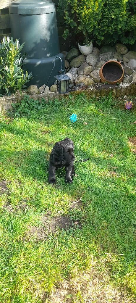 Puppy: friese stabij- engelse cocker spaniel, Dieren en Toebehoren, Reu, 8 tot 15 weken, Parvo, Eén hond